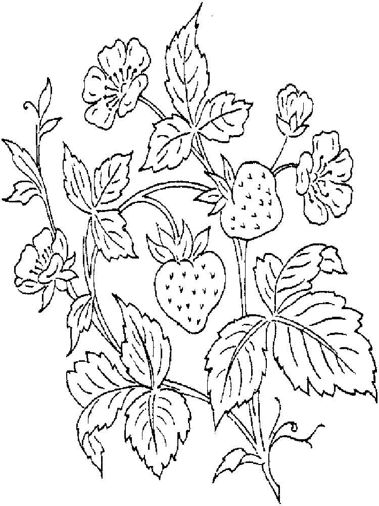 Free Printable Strawberry Coloring Pages For Kids 750x1000 Free Printable Strawberry Coloring Pages For Kids