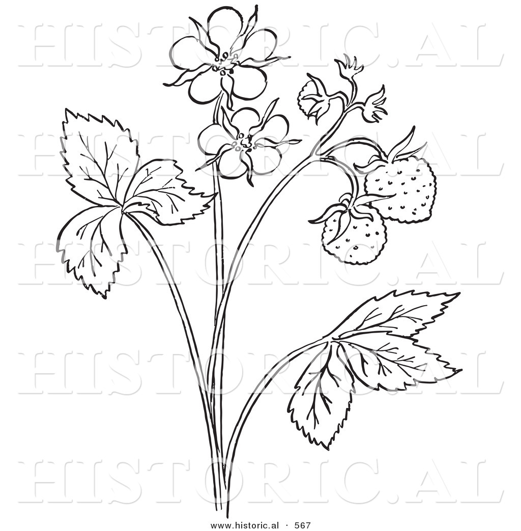 Historical Vector Illustration Of A Strawberry Plant With Flower 1024x1044 Historical Vector Illustration Of A Strawberry Plant With Flower