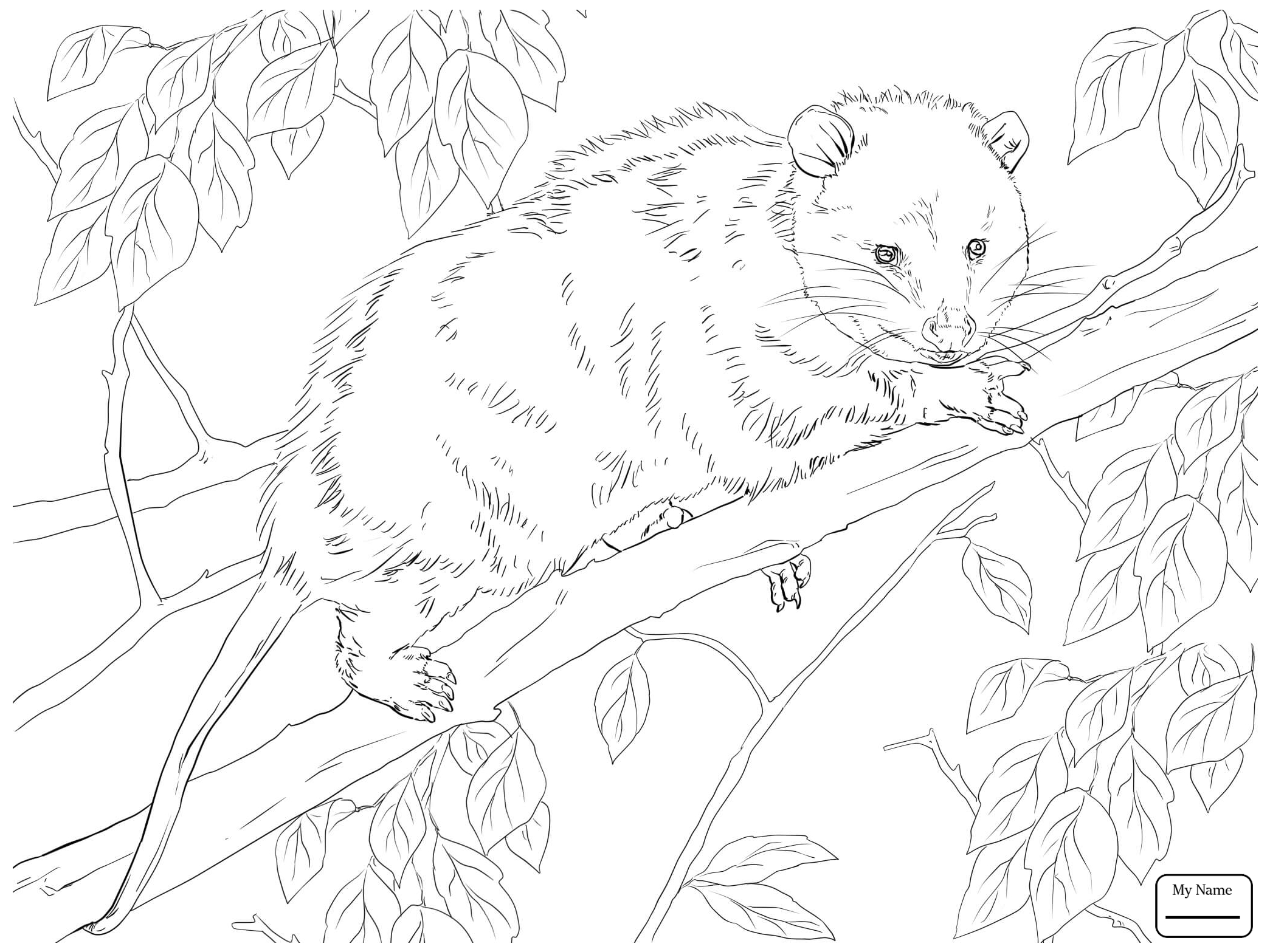 2089x1567 Destiny Opossum Coloring Pages Possum Animal Sugar Glider How