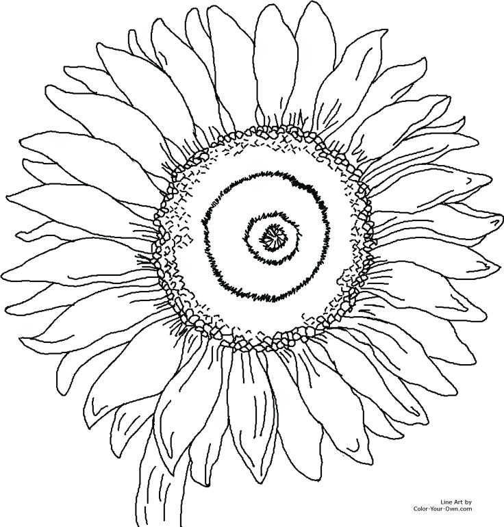 Appealing Coloring Pages Rose Free Printable Summer Coloring Pages 736x770 Appealing Coloring Pages Rose Free Printable Summer Coloring Pages