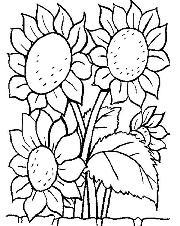 600x750 Awesome Sun Flower Coloring Page