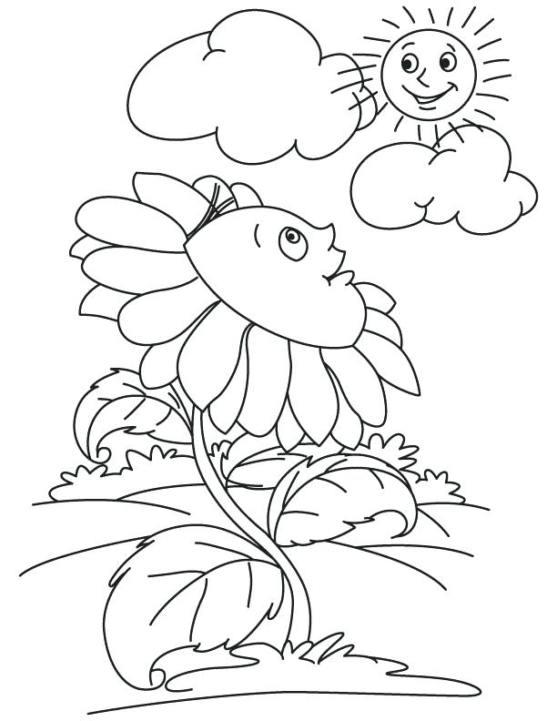 Sun Coloring Pages Sunflower Wallpaper Looking At Sun Coloring 612x792 Sun Coloring Pages Sunflower Wallpaper Looking At Sun Coloring