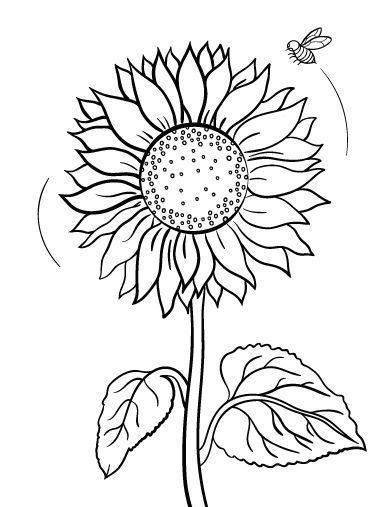 Printable Sunflower Coloring Page. Free Pdf Download 392x507 Printable Sunflower Coloring Page. Free Pdf Download