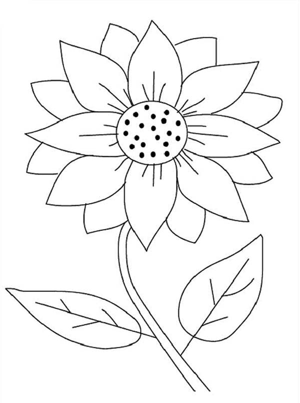 Sunflower Coloring Pages 600x805 Sunflower Coloring Pages