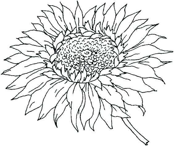 Sunflower Coloring Pages For Preschoolers Sun Coloring Pages 564x473 Sunflower Coloring Pages For Preschoolers Sun Coloring Pages