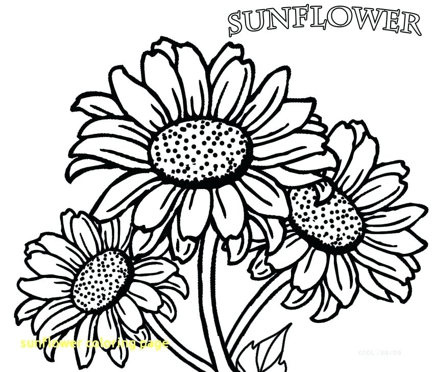 Sunflower Coloring Pages Sunflower Coloring Page With Printable 850x728 Sunflower Coloring Pages Sunflower Coloring Page With Printable