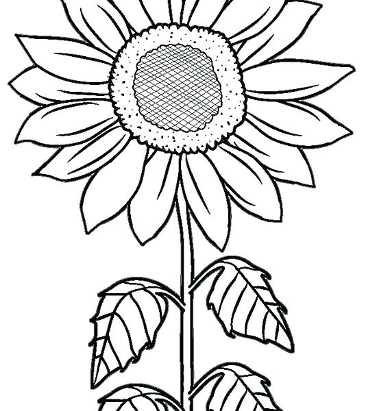 Sunflowers Coloring Pages Sunflower Coloring Pages Printable 534x600 Sunflowers Coloring Pages Sunflower Coloring Pages Printable