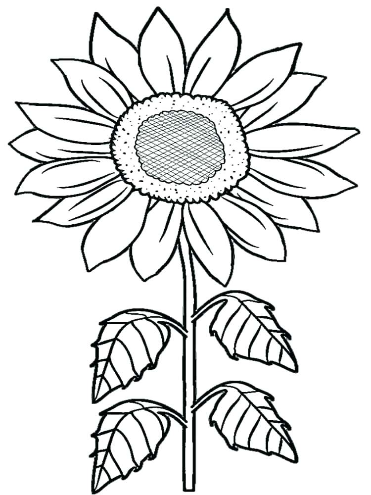 Sunflowers Coloring Pages Van Coloring Pages Also Sunflower 750x1000 Sunflowers Coloring Pages Van Coloring Pages Also Sunflower