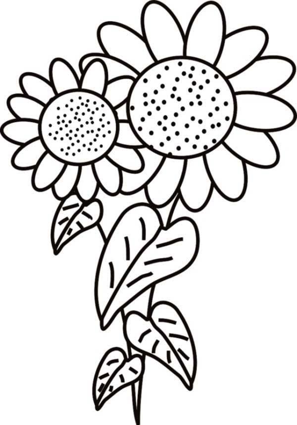 Fancy Sunflower Coloring Page Fancy Sunflower Coloring Page 600x858 Fancy Sunflower Coloring Page Fancy Sunflower Coloring Page