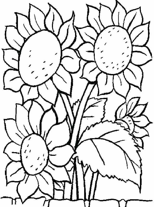 Free Printable Coloring Pages Sunflower Flowers For Kids Sunflower 593x800 Free Printable Coloring Pages Sunflower Flowers For Kids Sunflower