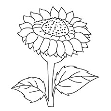 Sunflower Coloring Pages For Adults