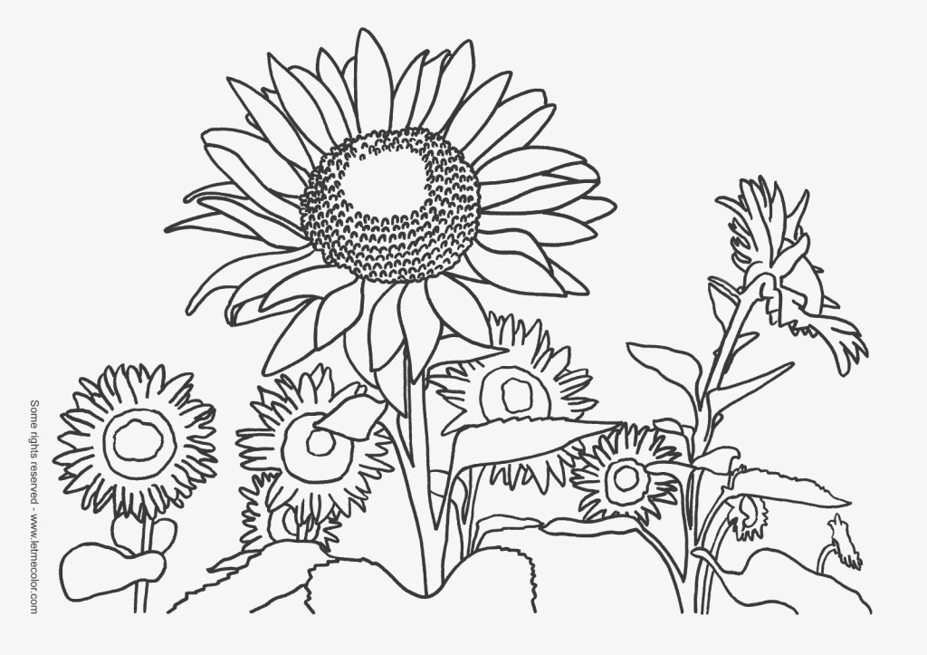 1024x723 Printable Sunflowers Coloring Pages Return Bebo Pandco