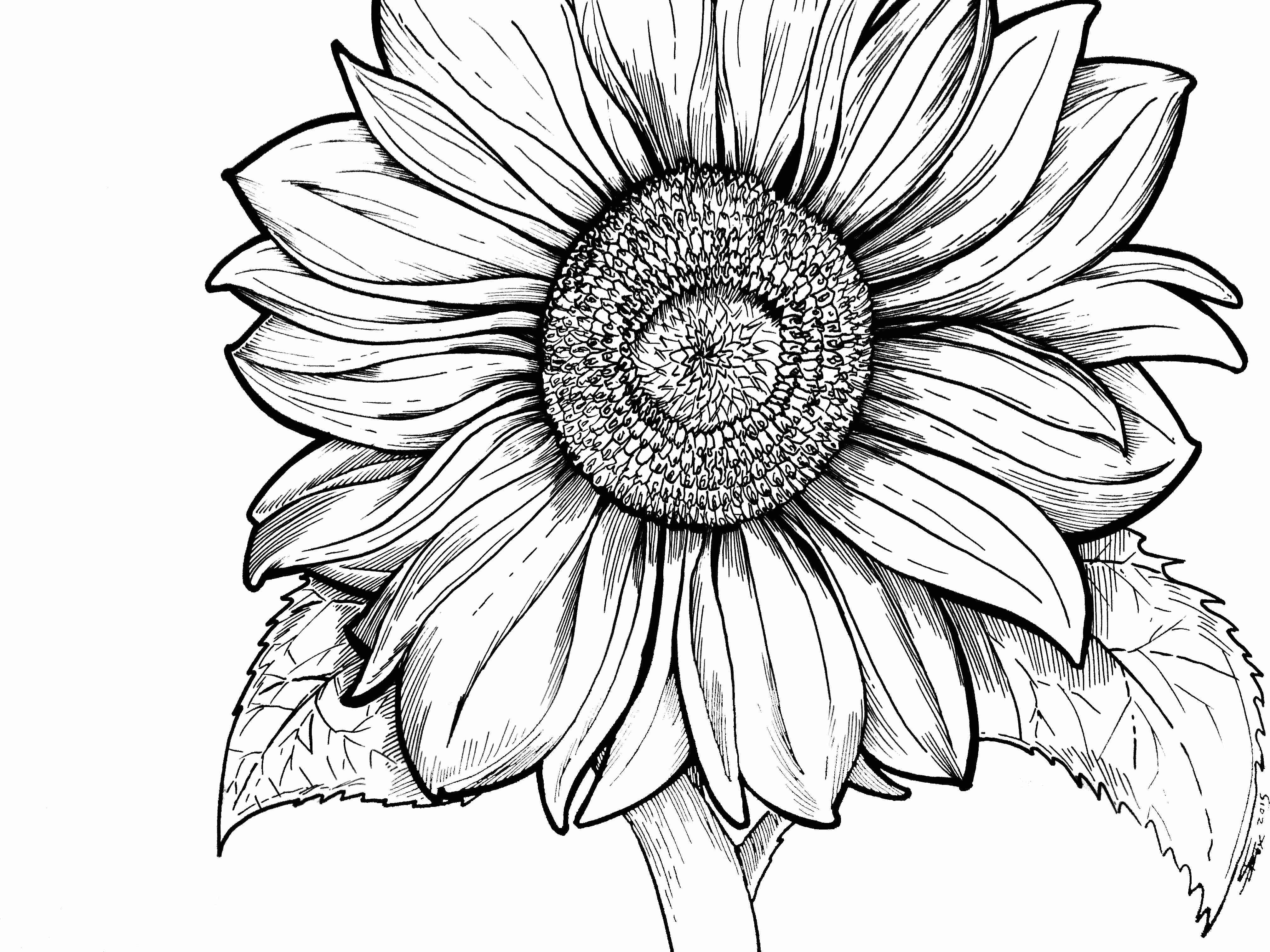 4032x3024 Sunflower Coloring Pages For Adults Coloring Pages Tearing Olegratiy