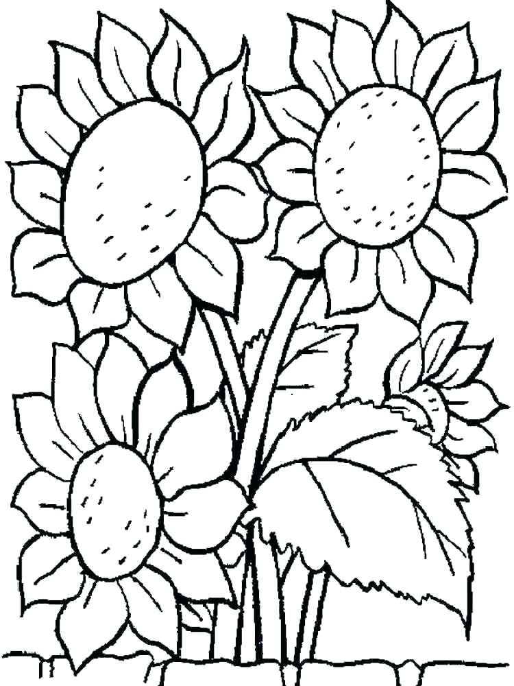 750x1000 Sunflower Coloring Pages Printable Co About Colouring Page