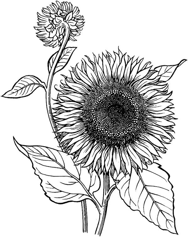 600x757 Sunflower Is Blooming Coloring Page