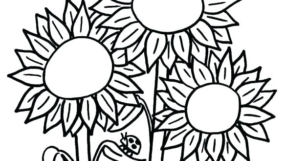 585x329 Sunflowers Coloring Pages Sunflower Coloring Pages Click To See