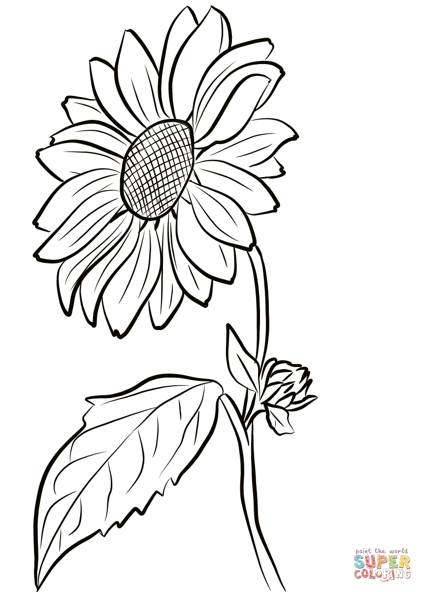 857x1200 Breakthrough Sunflower Colouring Pages Colorin 12552 Unknown
