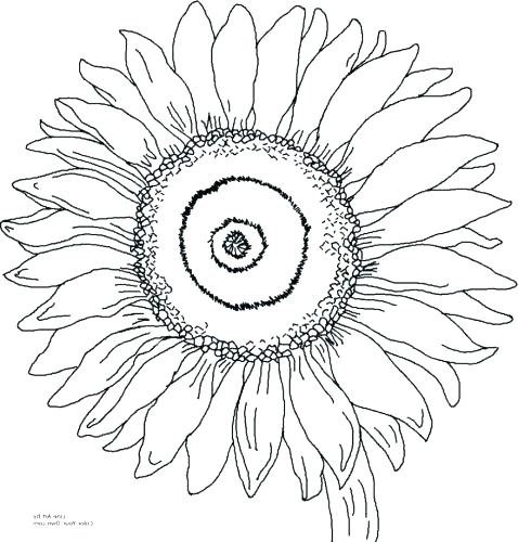 478x500 Sunflower Coloring Pages