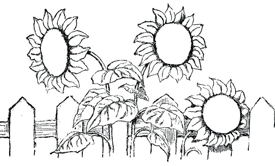 900x546 Van Gogh Sunflowers Coloring Pages Kids Coloring Sunflower