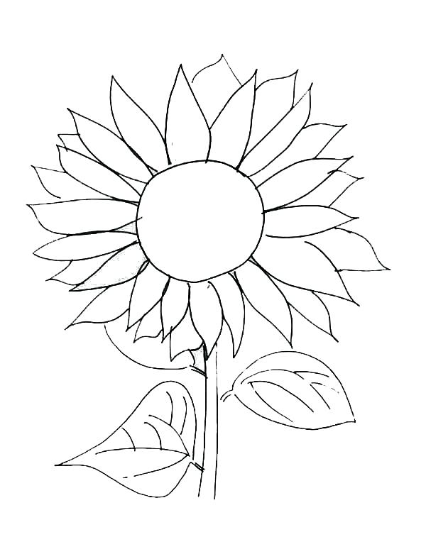600x781 Sunflower Coloring Book Pages Deepart