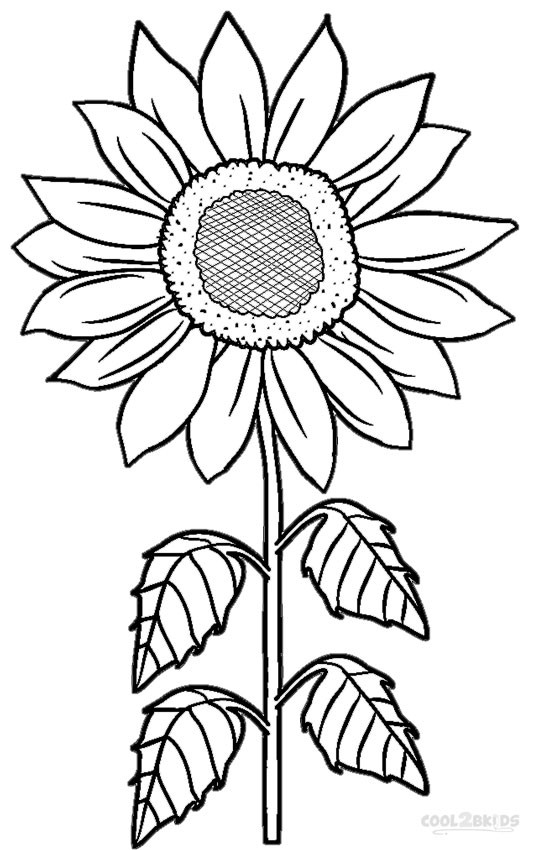 534x850 Coloring Pages Sunflower Wagashiya