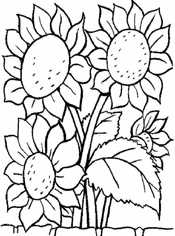 Sunflower Coloring Pages For Kids at GetColorings.com | Free printable ...