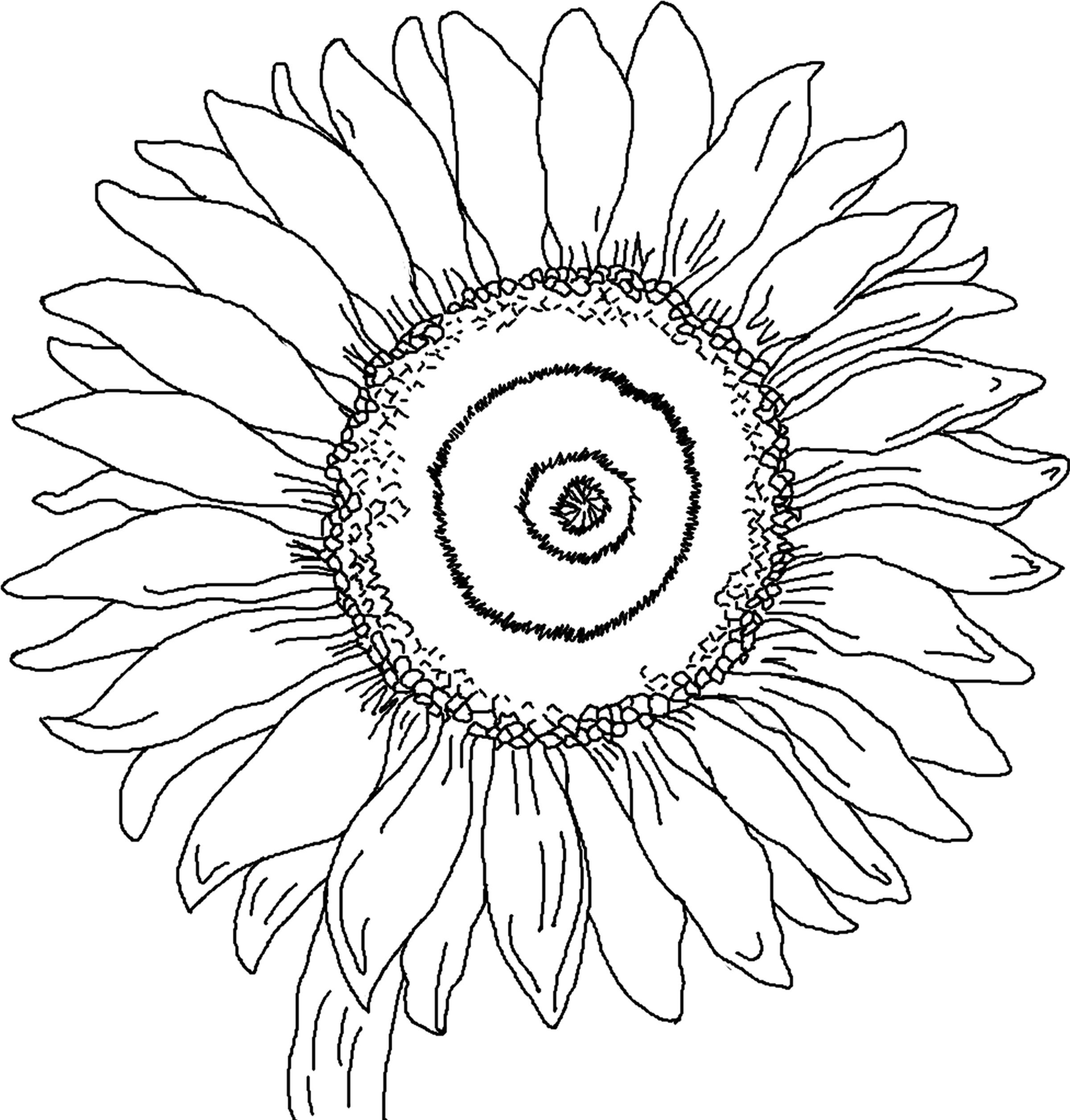 2400x2511 Free Printable Sunflower Coloring Pages For Kids