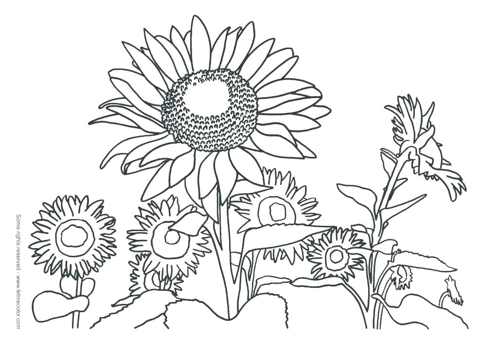 1024x723 Self Portrait Coloring Page Van Coloring Pages Van Sunflowers