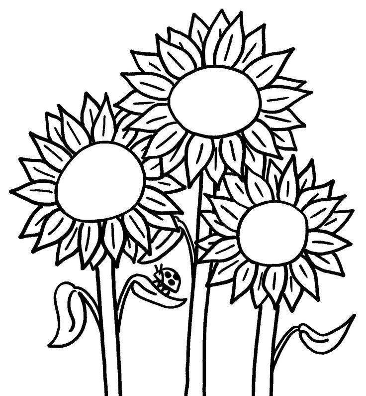 736x795 Sunflower Coloring Pages Printable Sunflower Coloring Pages