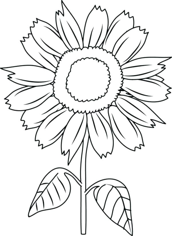 600x821 Sunflower Coloring Pages Printable