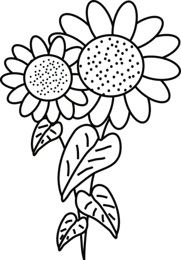 600x858 Coloring Pages Of Sunflowers Fancy Sunflower Coloring Page