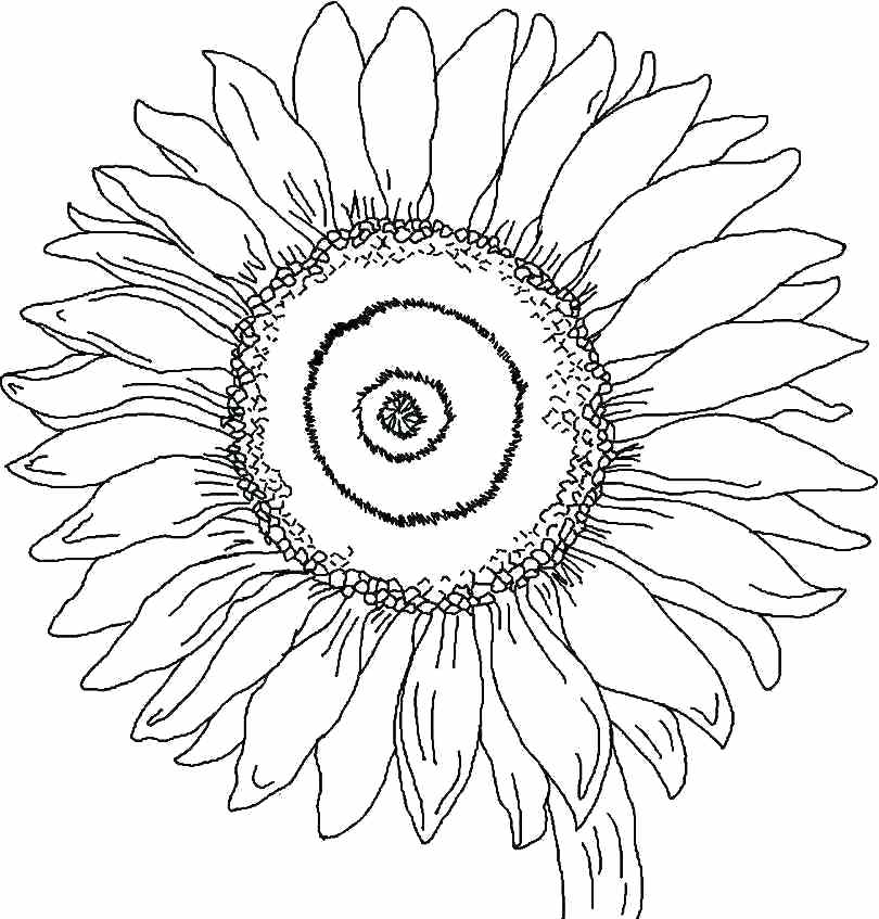 810x847 Sunflower Coloring Pages Sunny The Sunflower Coloring Page