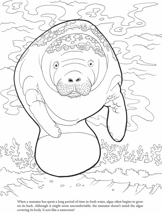 650x856 Welcome To Dover Publications Coloring Pictures And Stuff
