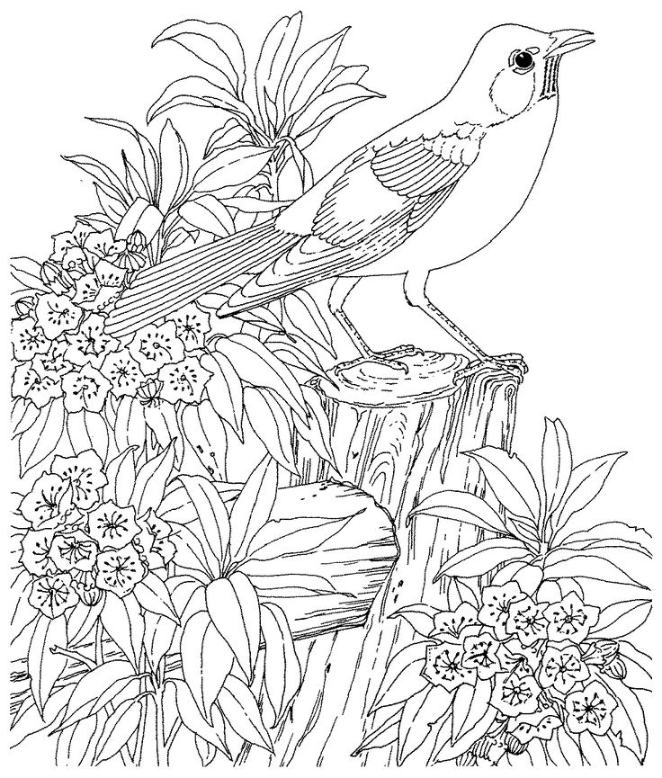 38 Best Col 2 B Animaux Images On Coloring Books, Free 736x865 38 Best Col 2 B Animaux Images On Coloring Books, Free