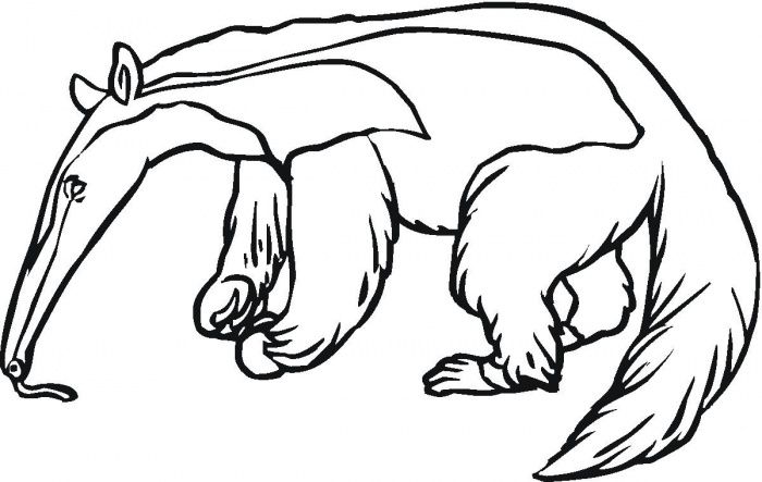 700x443 Anteater 5 Coloring Page