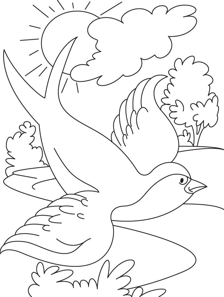 Swallow Coloring Page