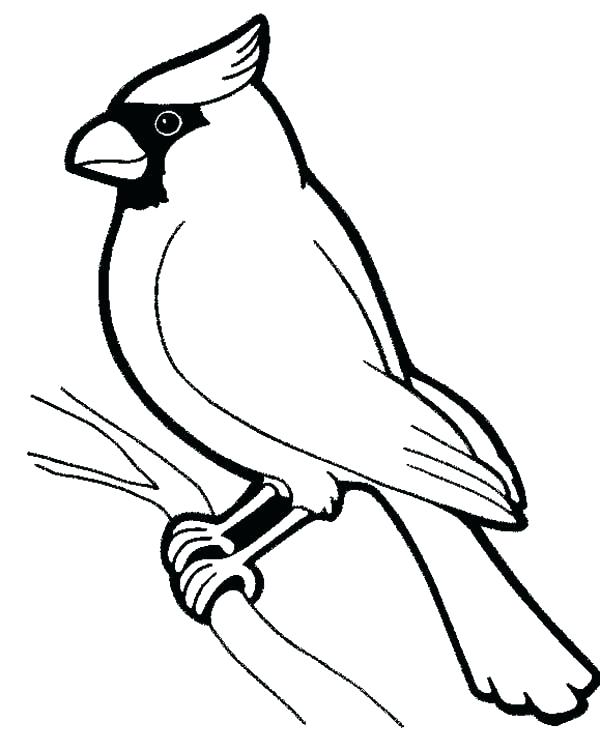 600x751 Coloring Page Bird Coloring Pages Bird Cardinal Bird Male Cardinal
