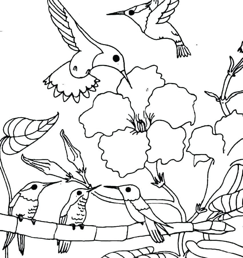 850x900 Hummingbird Coloring Page Free Printable Beautiful For Kids