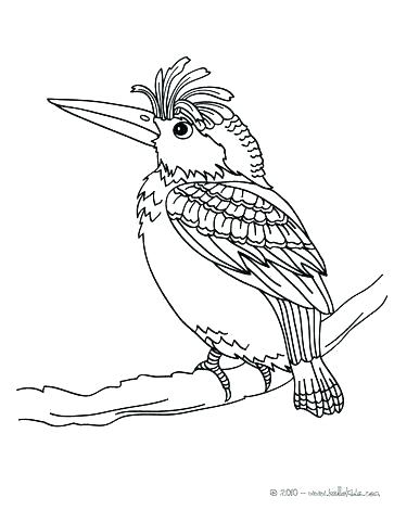 363x470 Hummingbird Coloring Page Hummingbird Coloring Page Hummingbird
