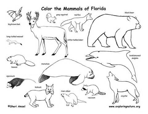 Free Coloring Pages Of Swamp Habitat Apraxia, Spd, Dyspraxia 480x370 Free Coloring Pages Of Swamp Habitat Apraxia, Spd, Dyspraxia