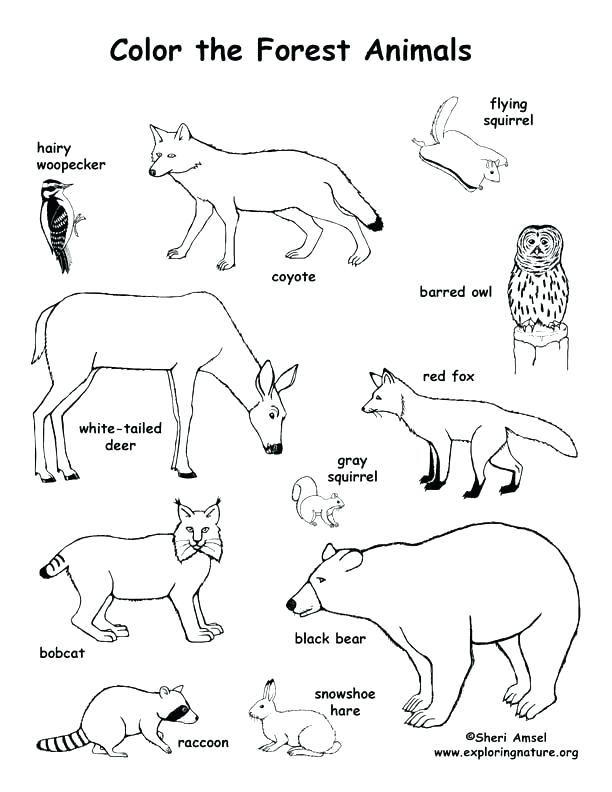 Ocean Habitat Coloring Pages Animals And Their Habitats Coloring 612x792 Ocean Habitat Coloring Pages Animals And Their Habitats Coloring