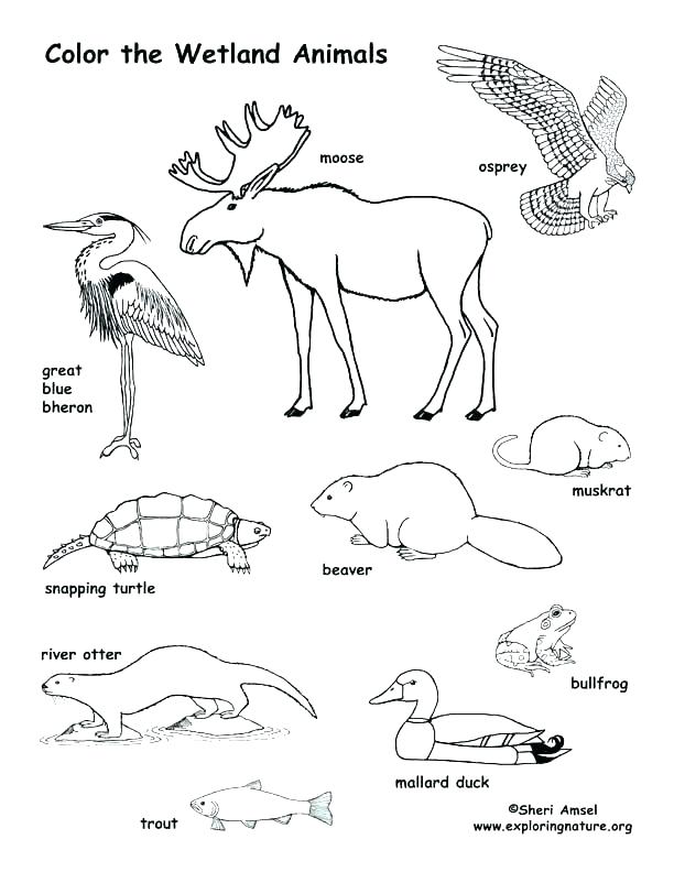 Animal Habitat Coloring Pages Best Of Of Swamp Animals Coloring 612x792 Animal Habitat Coloring Pages Best Of Of Swamp Animals Coloring
