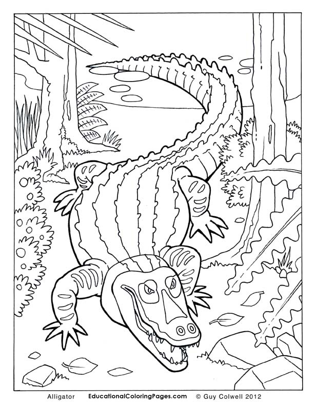 Top 75 Alligator Coloring Pages 612x792 Top 75 Alligator Coloring Pages