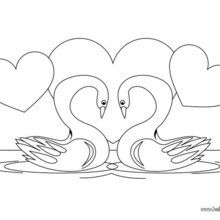 Swan Coloring Page Pato Swans, Color Pictures And Bird 220x220 Swan Coloring Page Pato Swans, Color Pictures And Bird