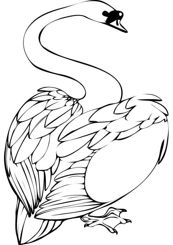 Swan Coloring Pages Animal Pictures 595x842 Swan Coloring Pages Animal Pictures