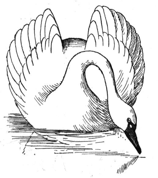 Free Swan Coloring Pages 517x583 Free Swan Coloring Pages