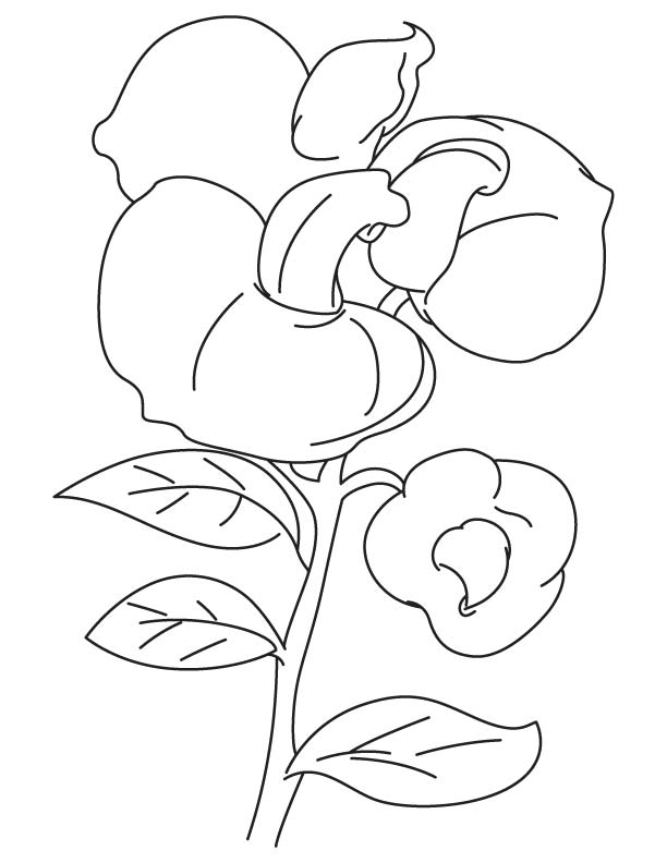 Sweet Pea Coloring Pages 612x792 Sweet Pea Coloring Pages