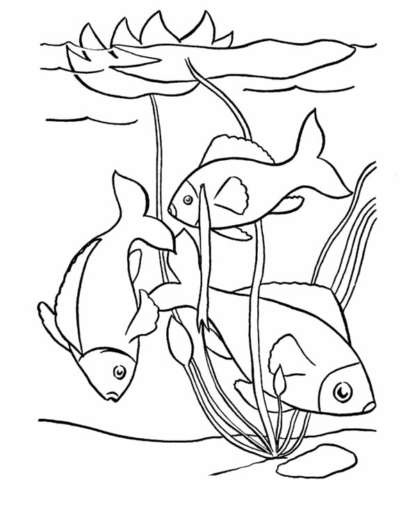 Pond Fish Coloring Pages 600x734 Pond Fish Coloring Pages