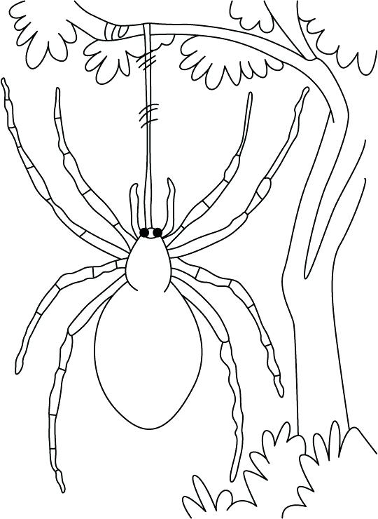 540x740 Spider Coloring Pictures