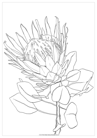 339x480 Coloring Pages Polina Bright Art
